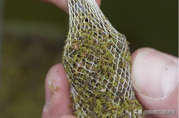 老外钓鱼打窝,老外打窝钓鱼视频大全