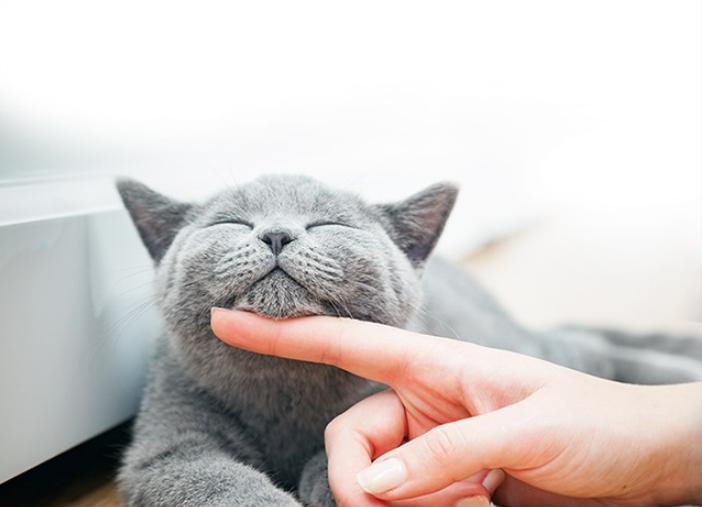 又便宜又好的幼猫粮排名,618猫粮怎么囤