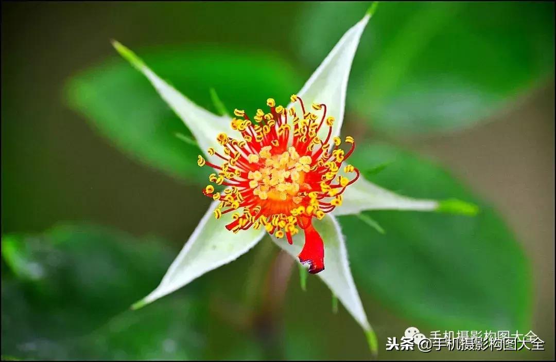 手机拍秋天摄影,记录秋天里的美好手机摄影