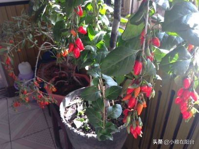 养花不如种姜,养花不如种鸡蛋