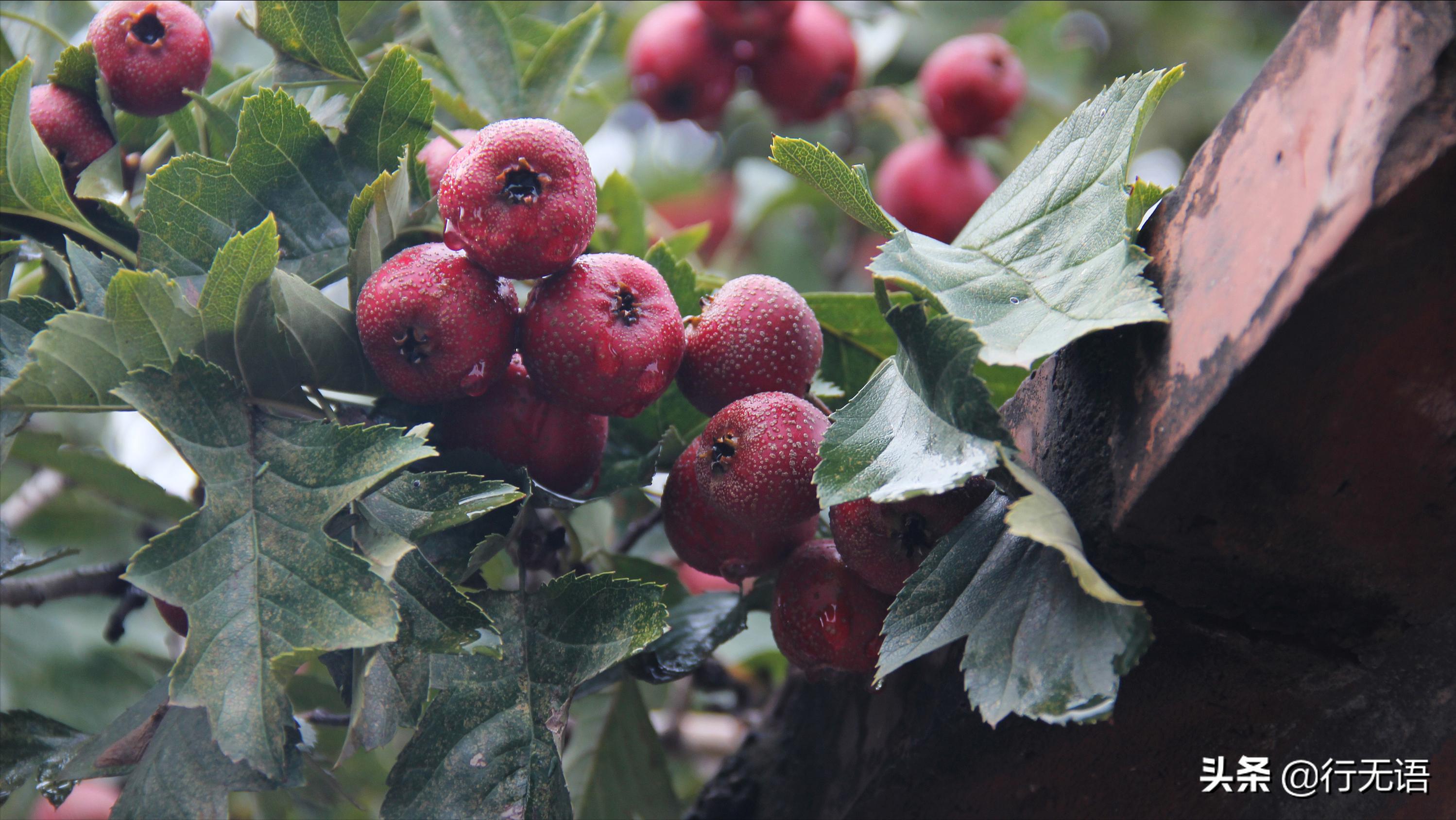 有趣的农村生活食物,农村生活农村娃农村美食