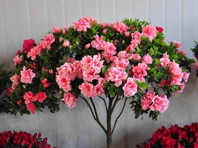 杜鹃花怎么养才能更快长出来,杜鹃花枝叶太茂盛