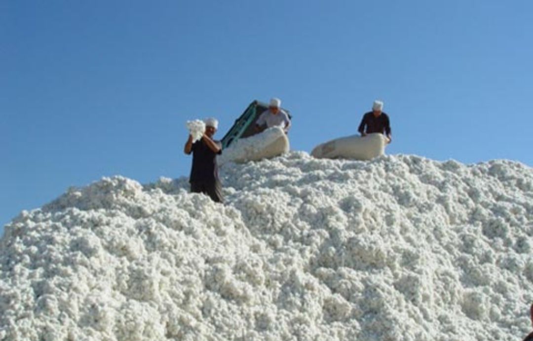 对棉花有种特殊的感情,棉花情感故事