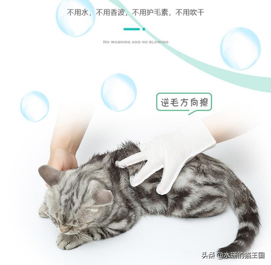 没有猫咪专用洗护怎么给猫咪洗澡,猫咪洗澡攻略如何正确地给猫洗澡