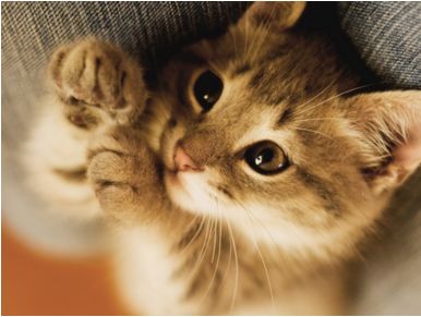 小孩被猫抓了打疫苗有副作用吗,妙三多猫疫苗的副作用