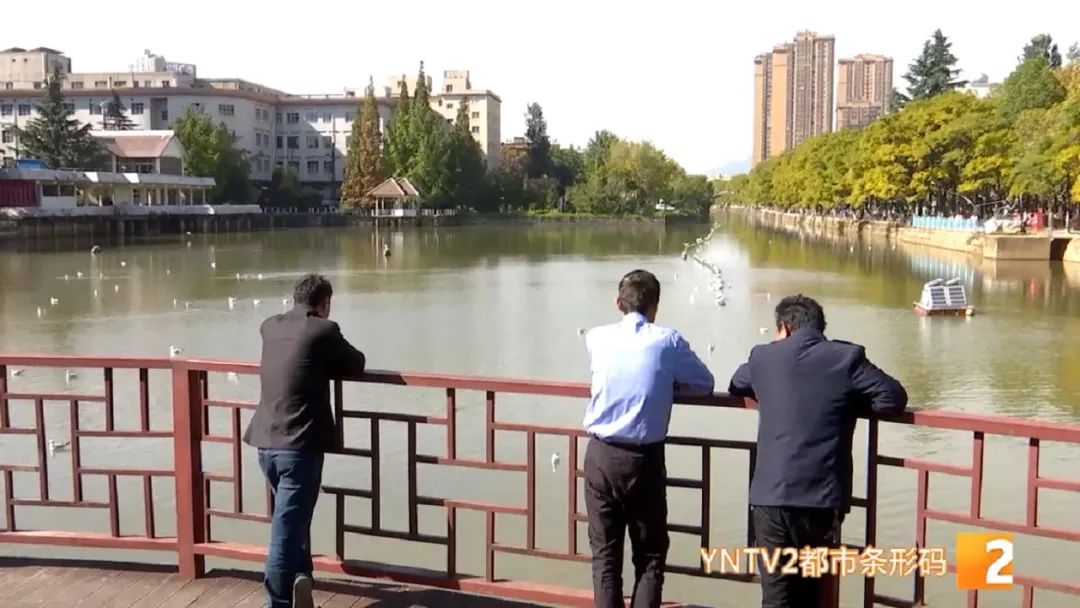 红嘴鸥带病毒么,红嘴鸥回昆明是否会携带新冠病毒