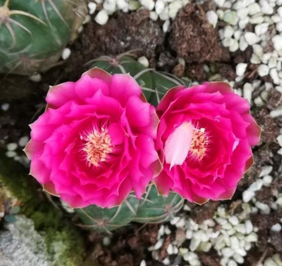 仙人球开花多盆栽品种大全,仙人球会开花还特别漂亮