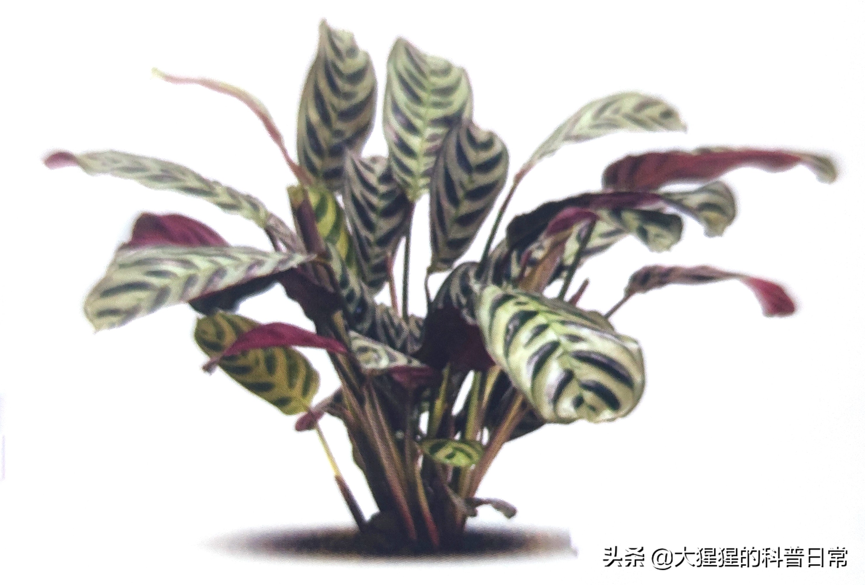 单子叶植物双子叶植物的简图,单子叶植物叶脉是什么