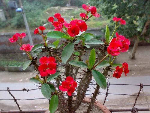 虎刺梅适合深盆还是浅点的盆栽种,虎刺梅怎么养到爆花