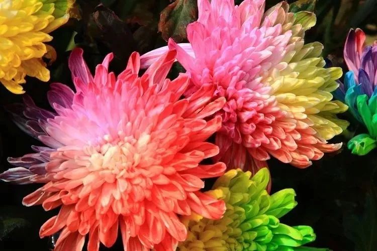 花中四君子菊花国画用笔,花中四君子菊花高清图片