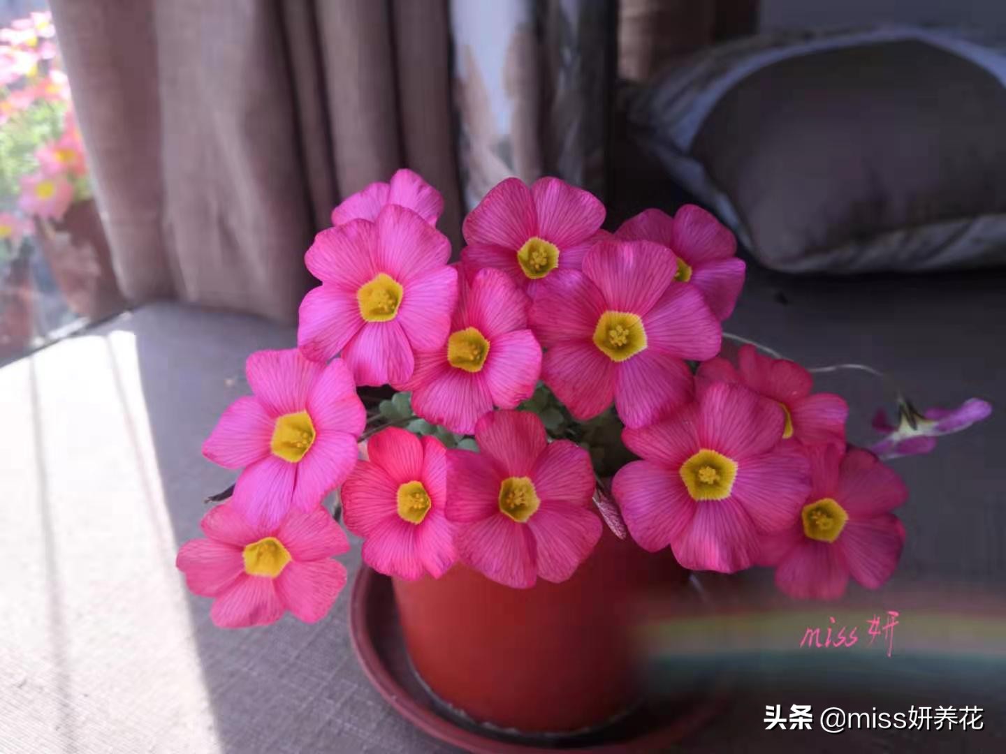 酢浆草种球品种图鉴大全,酢浆草种球品种图鉴