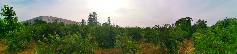 一杯紫酒，轻松周末，采摘品鉴邀您相约