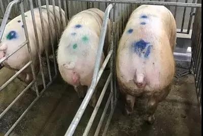 断奶母猪不发情最有效治疗方案,断奶母猪不吃食是什么原因