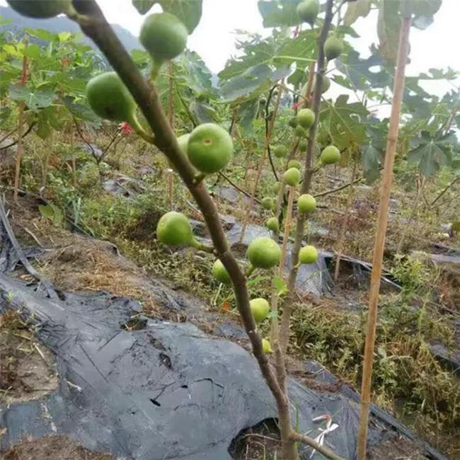 农村种植致富项目大全,八大农村种植项目