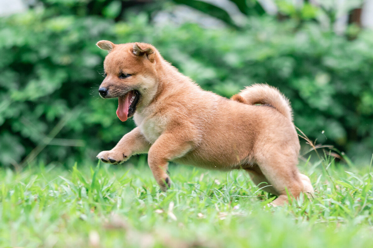 狗狗最爱这5种人,狗狗一生最想要什么