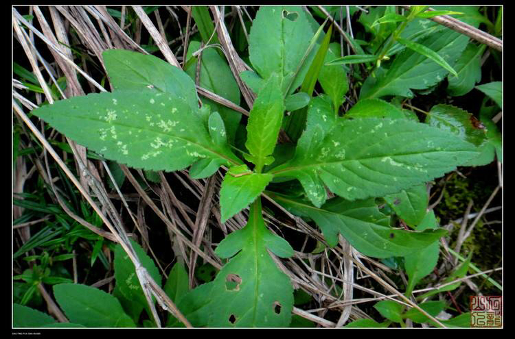 中药材败酱草图片大全,中药材败酱草的形状特征