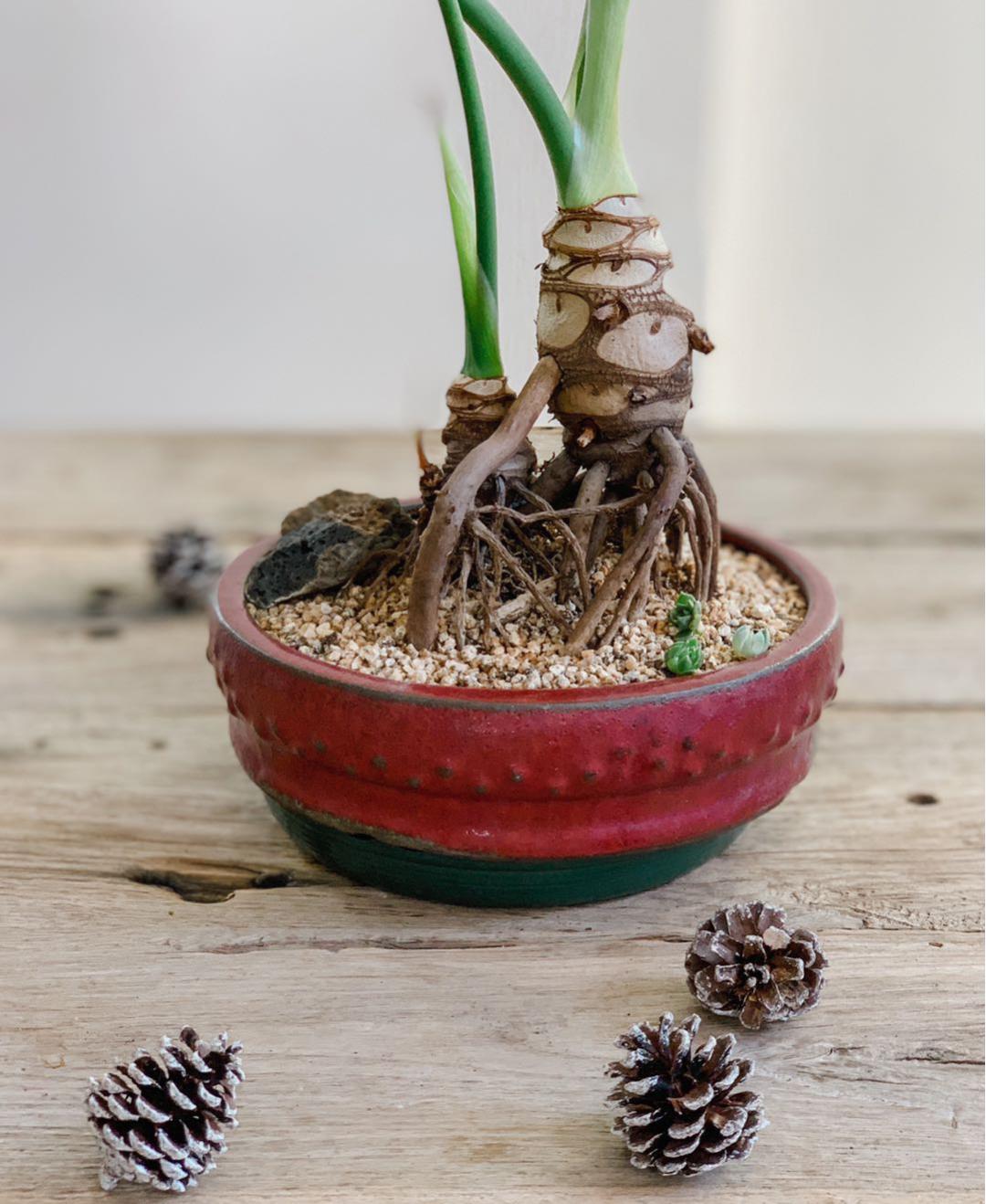 那盆嫩绿嫩绿的春羽，最终会蜕变成一条龙