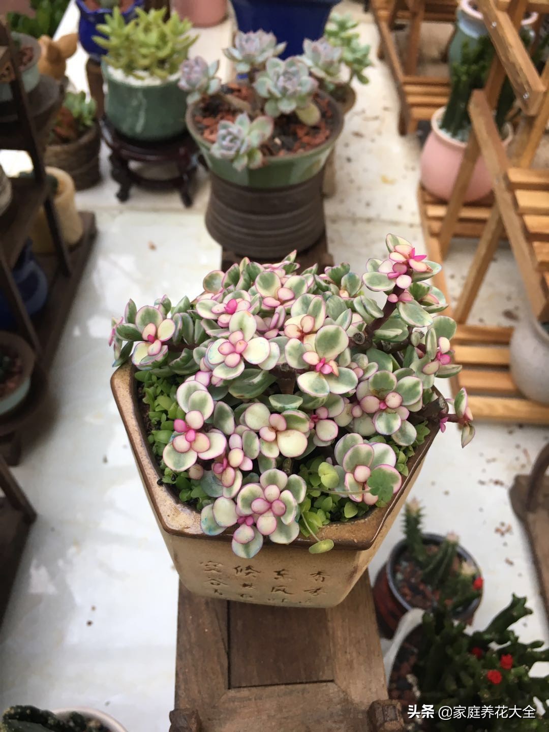 养花虫子怎么消灭最快,养花总招虫记住这几招