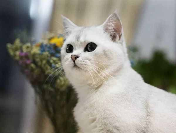 猫被主人摔脑袋眼睛瞎了,被猫咪抓了猫咪死了