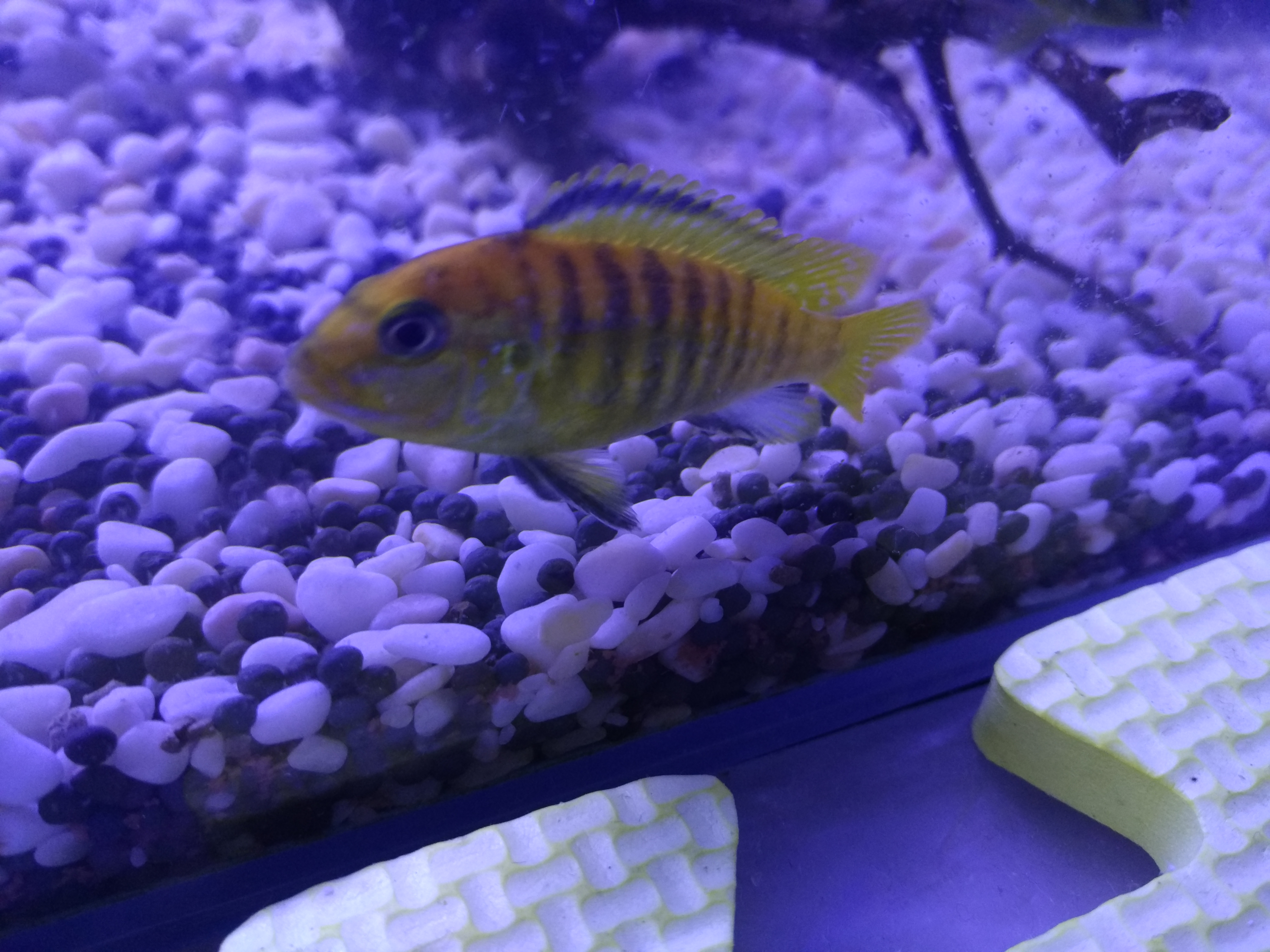 新手适合养什么水生爬宠,养水宠需要什么条件