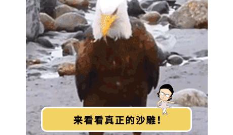 手机进水放米缸是什么原理,手机进水放进米缸有用吗