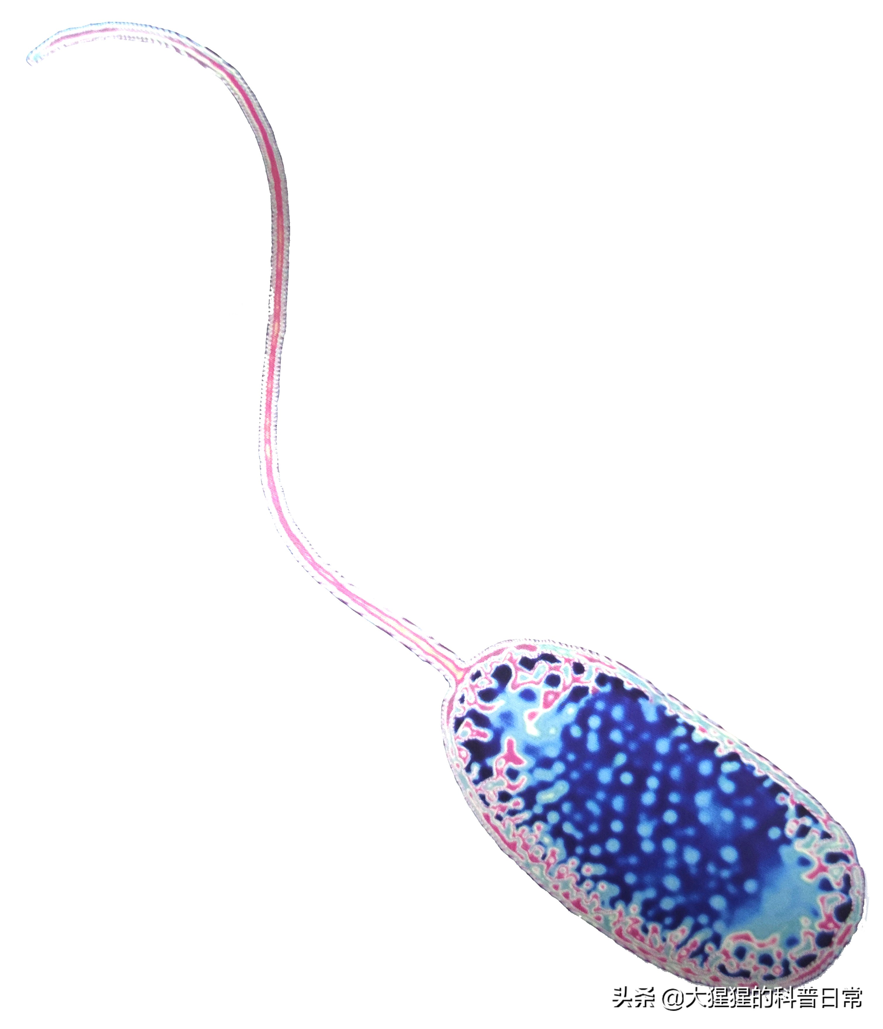 微生物原核生物,微生物照片原核生物