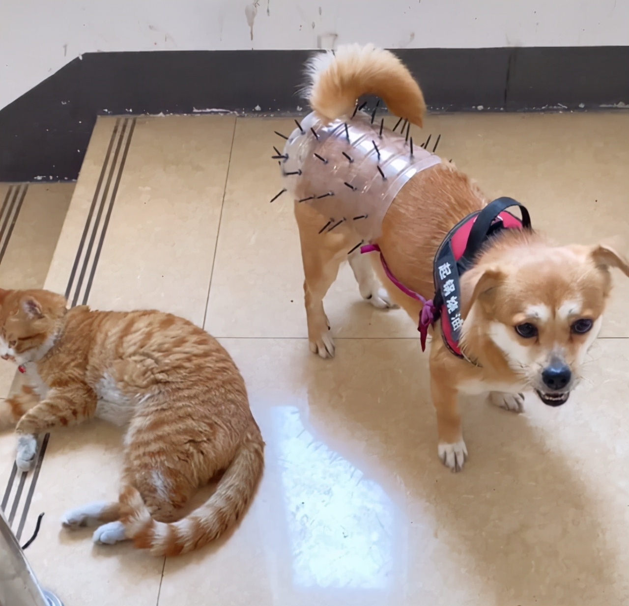 大型狗狗防止怀孕装备,防止狗狗怀孕的方法