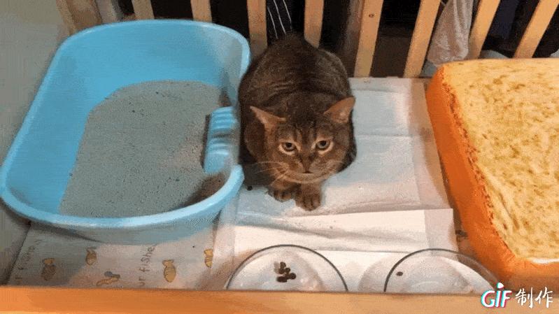 永远都长不大的小奶猫,永远长不大的茶杯小奶猫