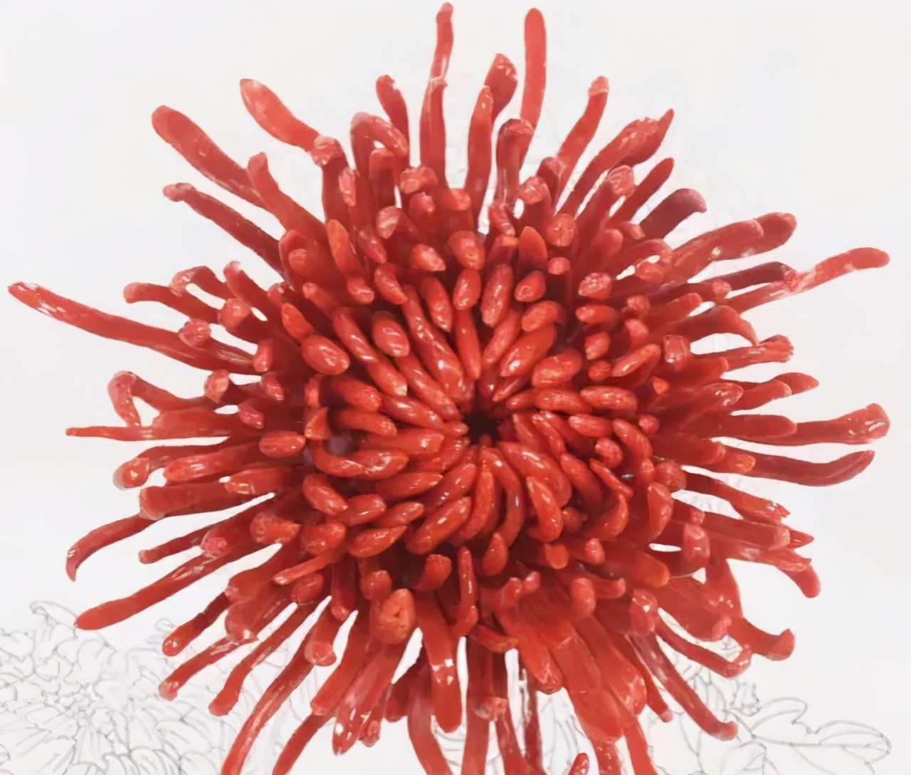 珊瑚的保养方法,珊瑚如何清洗保养