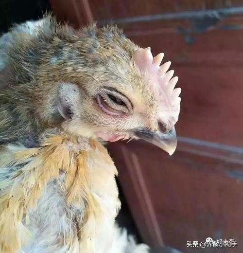 鸡咳嗽眼睛肿怎么治疗,鸡感冒流眼泪怎么治好得快