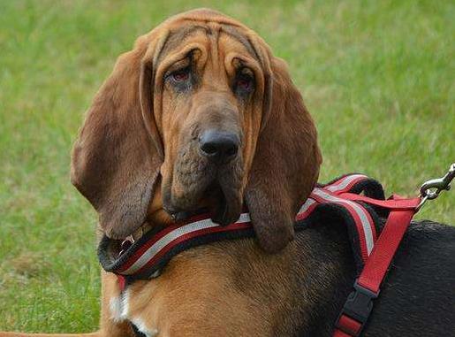 十种最好养的狗狗优缺点,外表凶猛内在温柔的狗狗