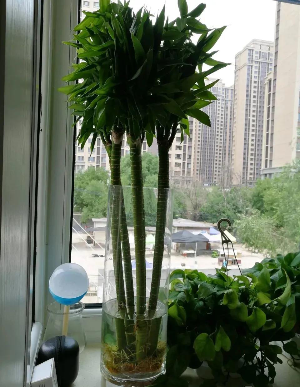 富贵竹黄叶用什么解决,富贵竹黄叶有什么补救方法