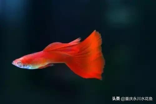 热带观赏鱼孔雀,热带观赏鱼巴西迷你孔雀鱼