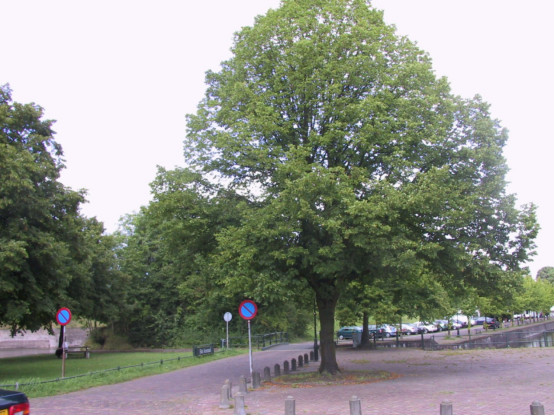 椴树和椴叶树,欧洲大叶椴树果实