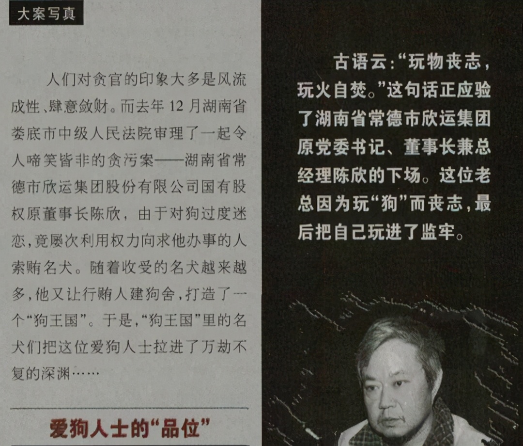 藏獒变流浪狗,藏獒从一条换北京两套房