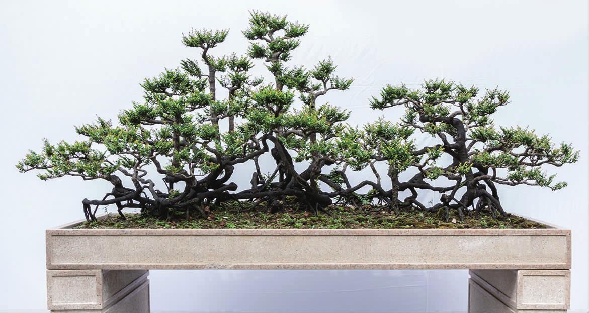 小叶紫檀盆景和黑骨茶盆景的区别,小果柿黑骨茶