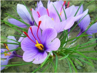 每个十一月生日对应的生日花,365天每天代表生日的花有哪些