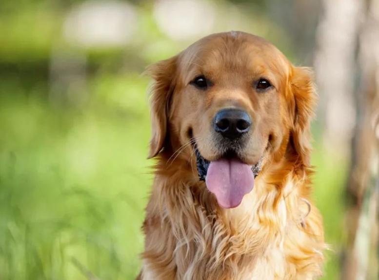 金毛一天需要喂多少合适的狗粮,金毛不喂狗粮喂什么比较好