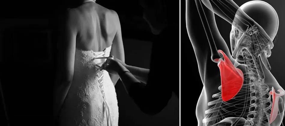 公认有效的肩部动作,畸形肩部审美