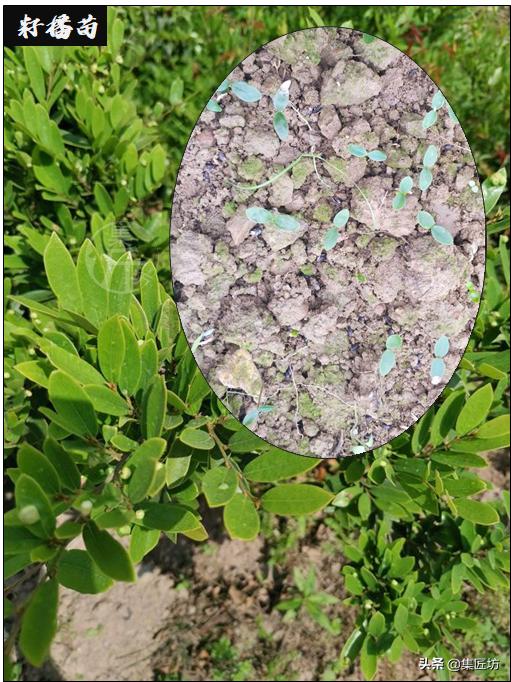 蚊母盆景植物,蚊母盆景的养殖方法