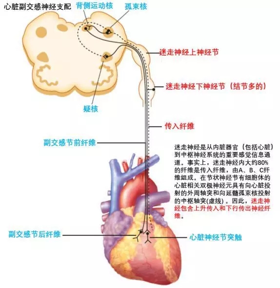 68岁老人打嗝4天，谁都没想到是心梗！医生说有这些症状也要当心