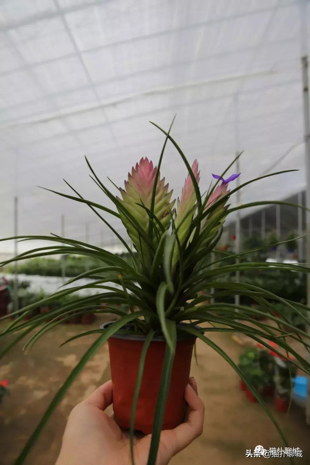 聊城北环花卉市场批发玫瑰鲜花吗,聊城最大的花卉市场