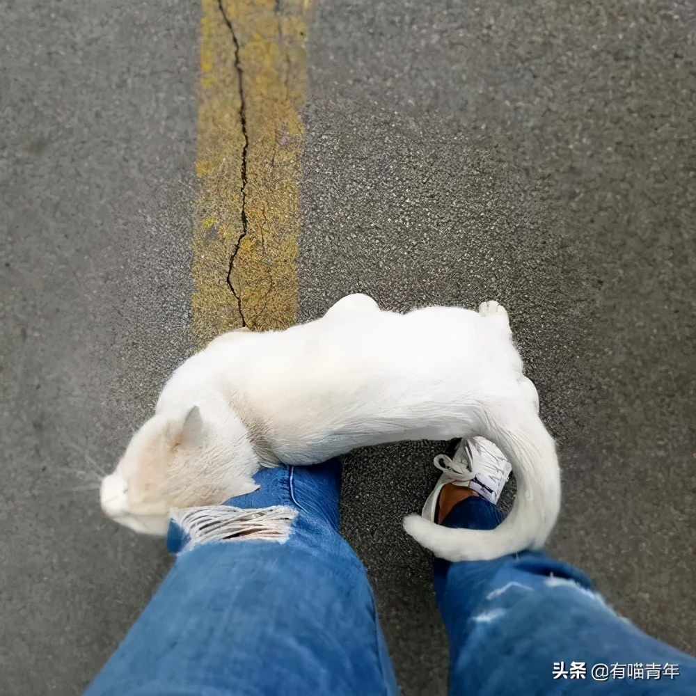 网上买的猫运回来死了,网上买猫三天送到半夜死了