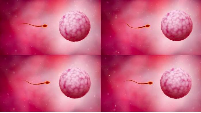 比利时女人爱上猩猩,比利时女子称与黑猩猩相爱