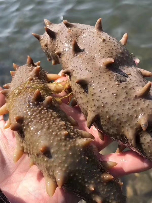 网上的海参为什么那么便宜,为什么网上的海参那么便宜