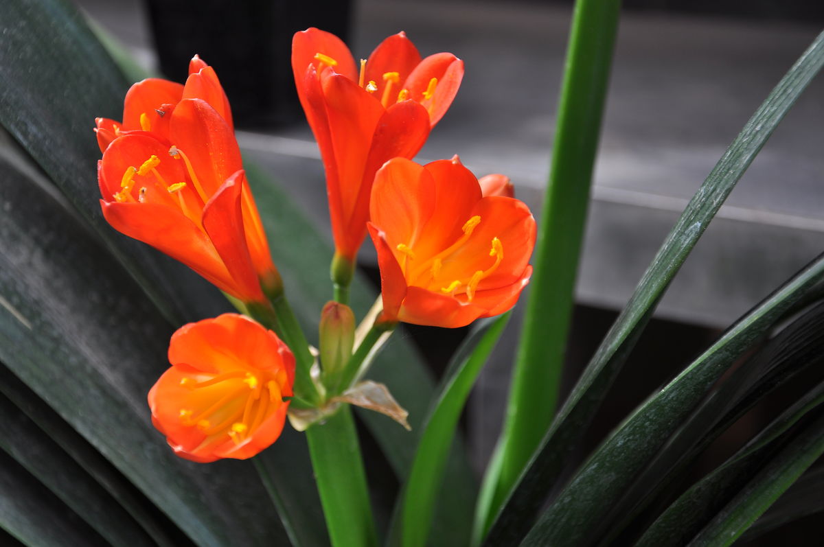 君子兰病虫害有哪几种,君子兰常见病虫害