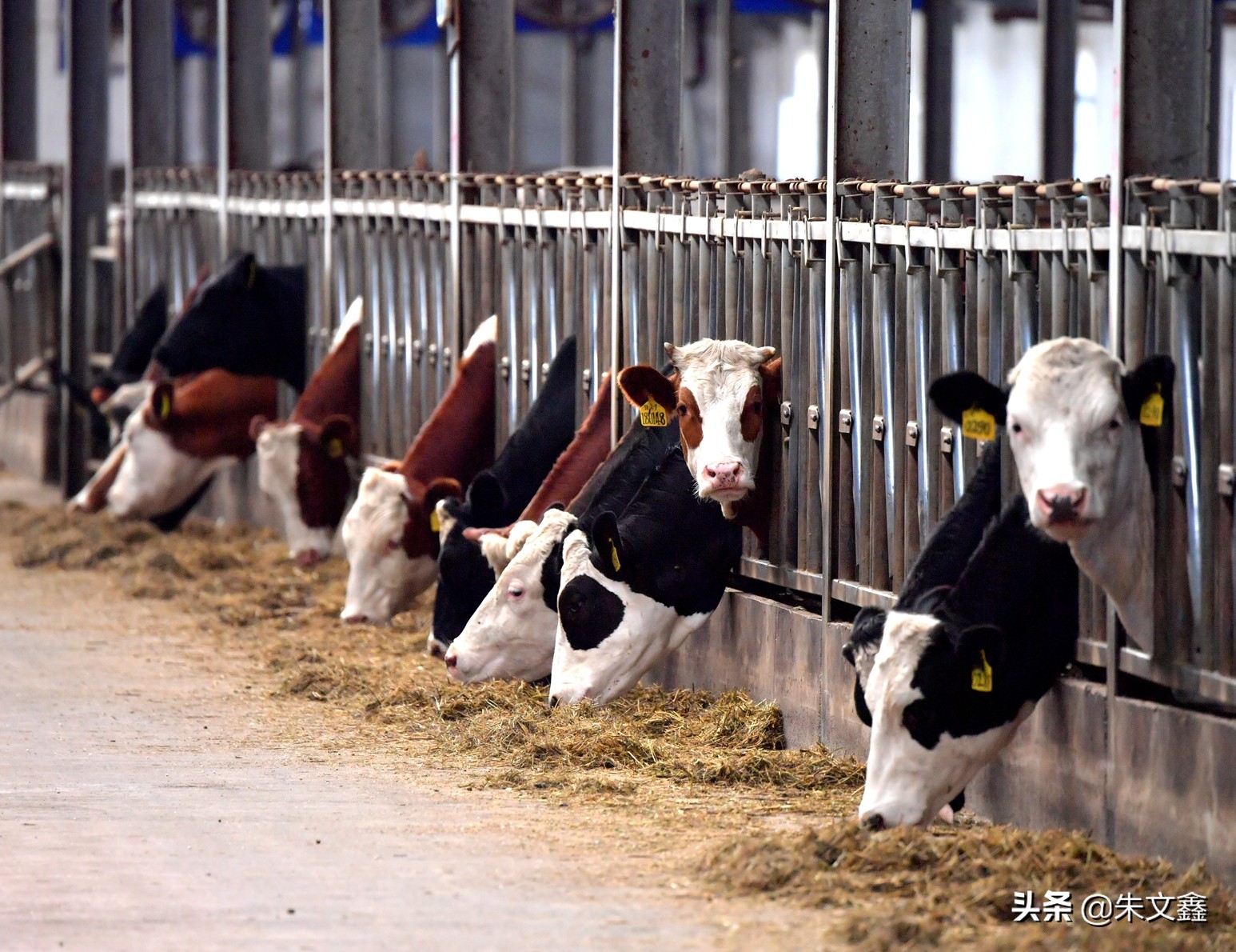 呼伦贝尔农垦纯牛奶三河牛,呼伦贝尔大草原三河牛