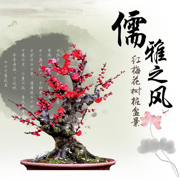 梅花香自苦寒来红梅盆景,喜欢梅花的优点和缺点