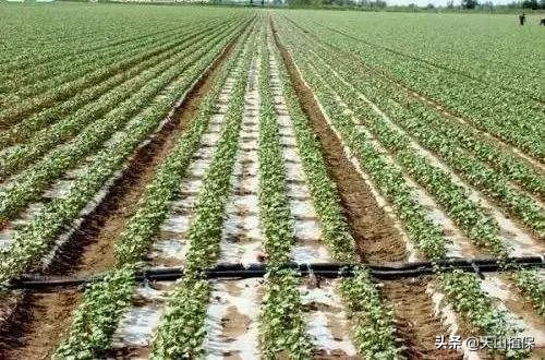 棉花播种小知识视频大全,棉花整地播种科普视频