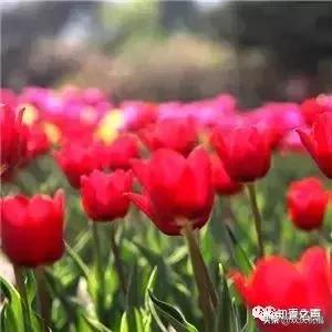 《微信赞》哪位高人编的，太有才了！送给群友们